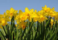 Spartium gelb bloom samen for anpflanzung
