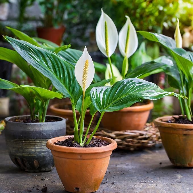 How to sow spathiphyllum samen