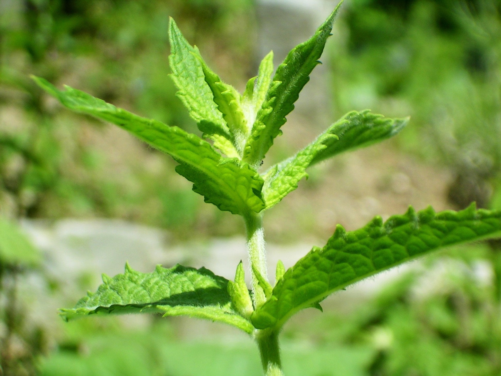 Lavender Blumen of Spearmint Kraut in Bloom