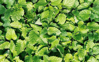 Spearmint samen non gmo für aussaat