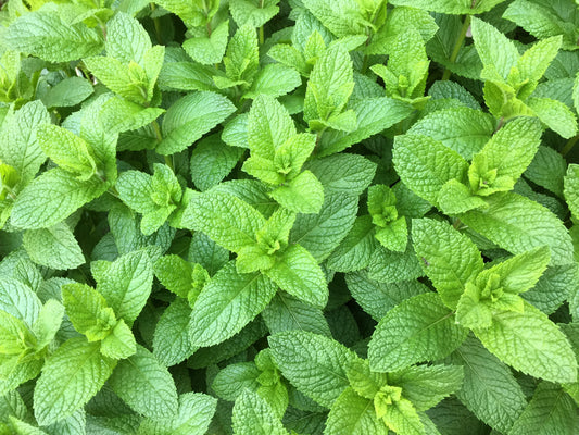 Spearmint Samen – Mentha spicata English Mint Variety