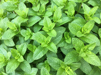 Spearmint Samen – Mentha spicata English Mint Variety