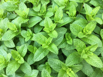 Spearmint Samen – Mentha spicata English Mint Variety