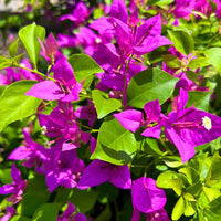 Lila Drillingsblume Blumensamen einfache Aussaat und Blüten
