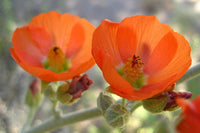 Globemallow Blumensamen zur Aussaat farbenfroh Schau Traditionssorte & ohne Gentechnik Samen Hausgarten