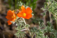 Globemallow Blumensamen zur Aussaat Drought verträglich Traditionssorte & ohne Gentechnik Samen Hausgarten