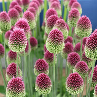Sphaerocephalon blume samen for vibrant garten displays