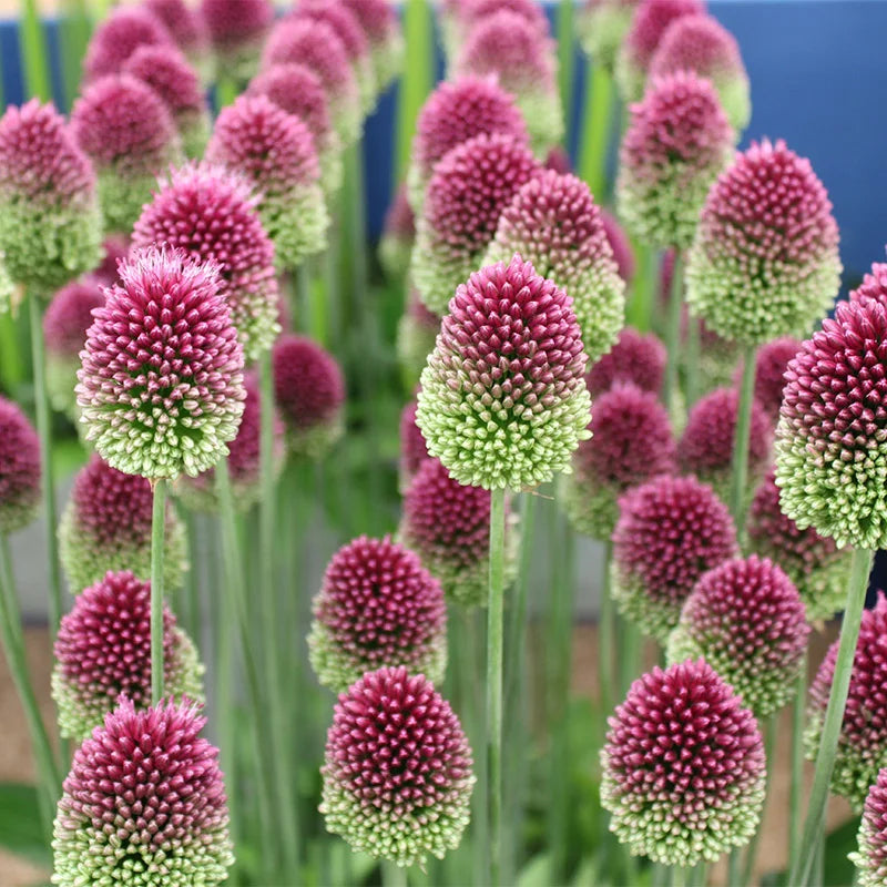 Sphaerocephalon blume samen for vibrant garten displays