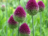 Sphaerocephalon blumen in garten borders