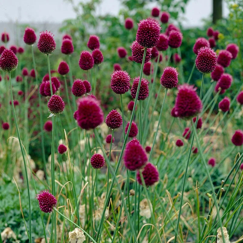 Sphaerocephalon blumen adding color to landscapes