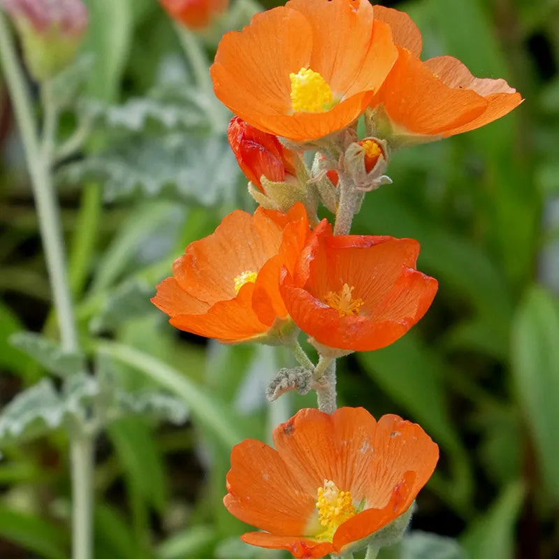 Globemallow Blumensamen zur Aussaat Drought verträglich Traditionssorte & ohne Gentechnik Samen Hausgarten