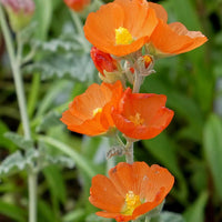 Orange Sphaeralcea Blumensamen zur Aussaat – Landhaus Garten wichtig – Traditionssorte & ohne Gentechnik Samen Hausgarten