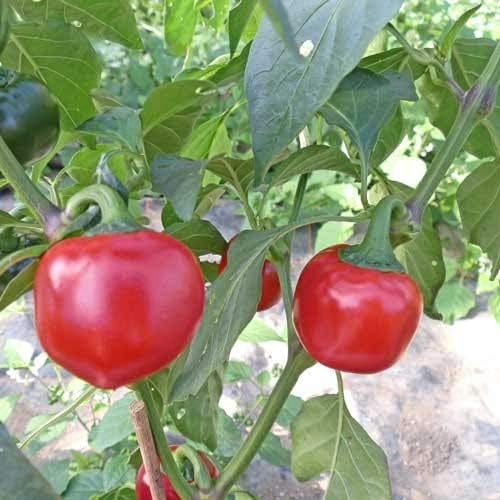 Cherry peppers wachsend in spice corner