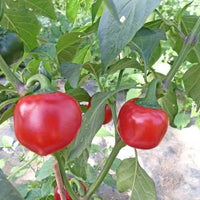 Cherry peppers wachsend in spice corner