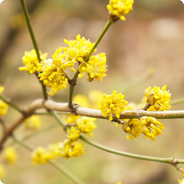 Spicebush Samen Lindera benzoin native aromatic shrub
