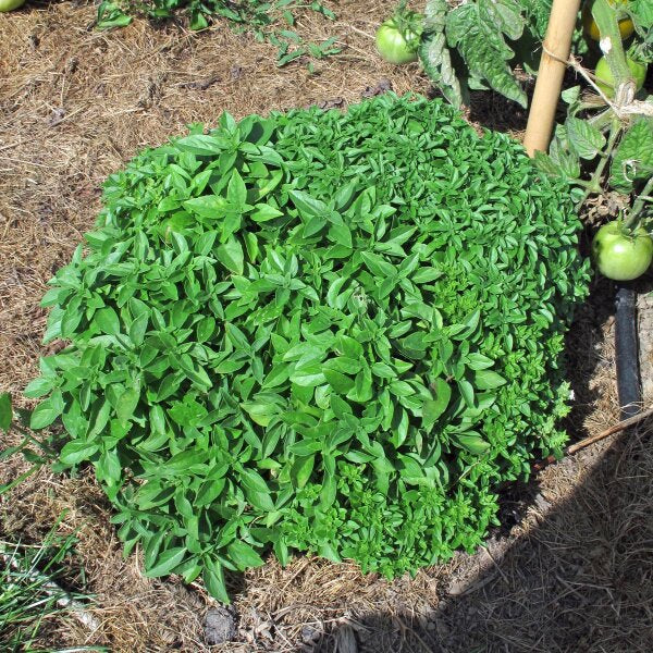 Spicy Bush Basil thriving in containers grown from Samen