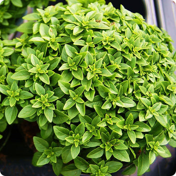 Spicy Bush Basil Samen Ocimum basilicum producing compact round Pflanzen