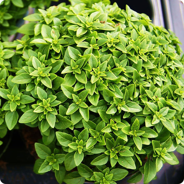 Spicy Bush Basil Samen Ocimum basilicum producing compact round Pflanzen