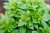 Spicy Globe Basil grown from Samen in patio containers