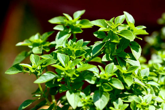 Spicy Globe Basil Samen Ocimum basilicum forming compact aromatic Pflanzen