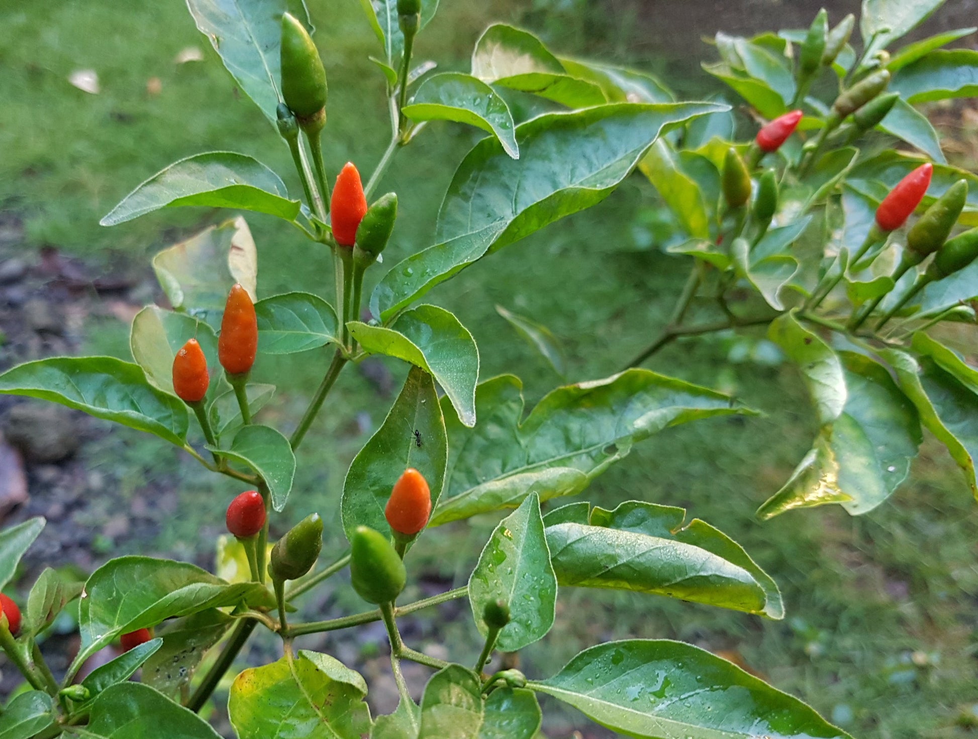 Harvest-ready spicy mixed labuyo chili peppers aus samen