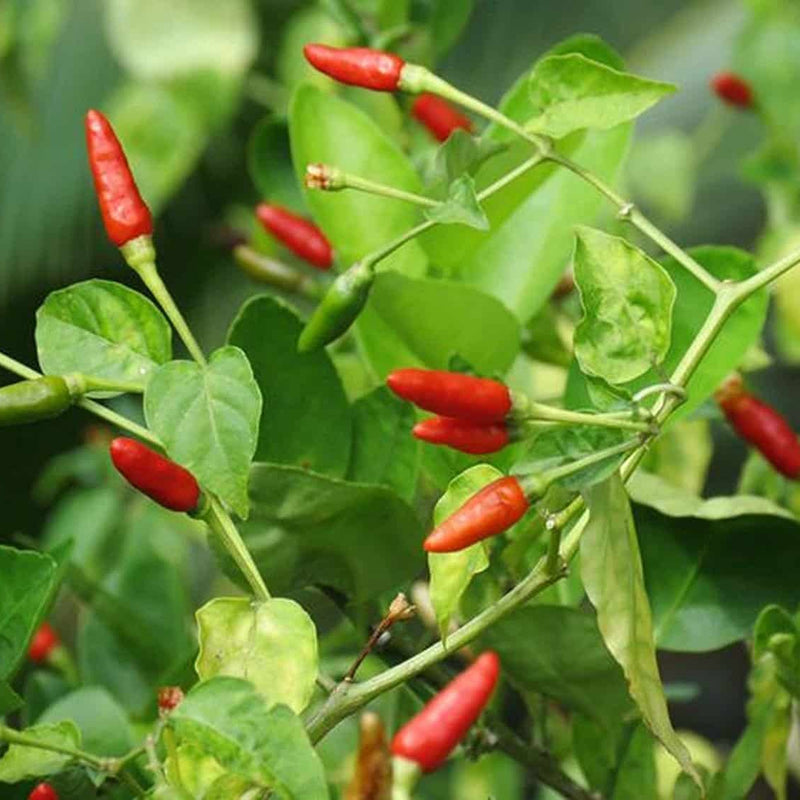 Spicy mixed labuyo chili pepper samen für home garten aussaat, non-gmo