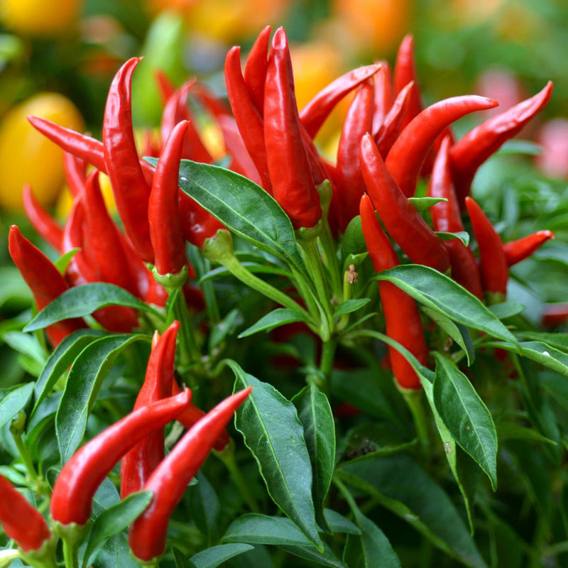 Spicy pepper samen non gmo für aussaat