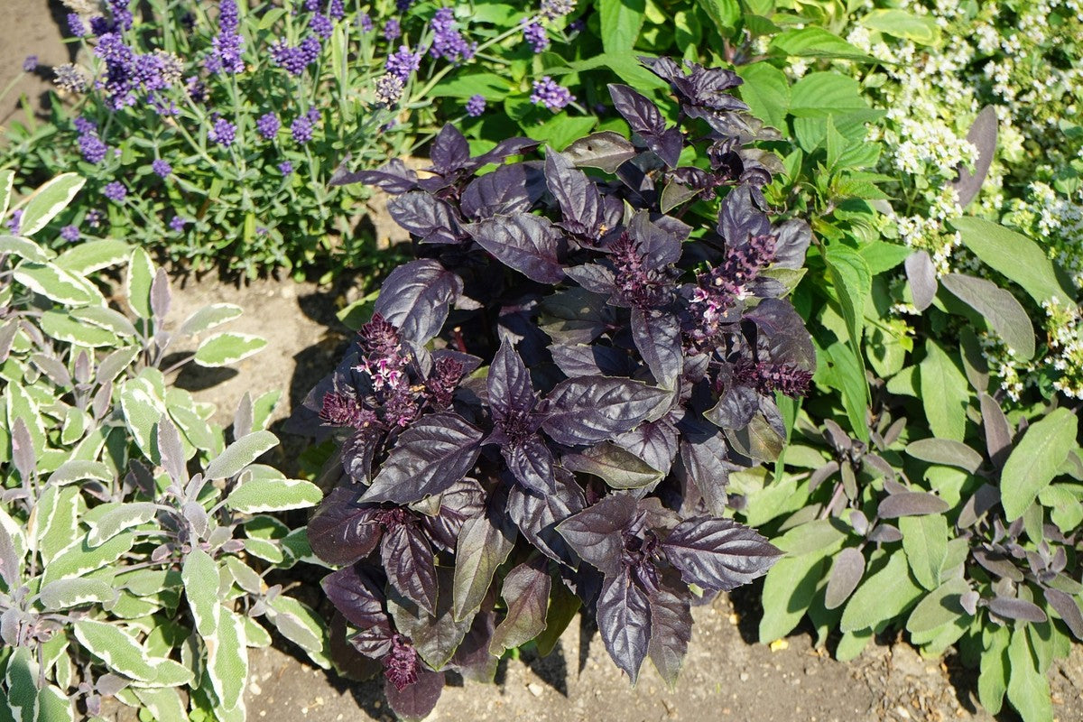 Spicy Red Basil Pflanzen with vibrant red-purple leaves