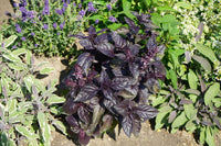 Spicy Red Basil Pflanzen with vibrant red-purple leaves