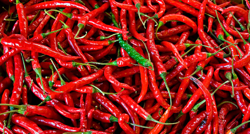 Spicy red pepper pflanzen wachsend in full sunlight