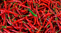 Spicy red pepper pflanzen wachsend in full sunlight