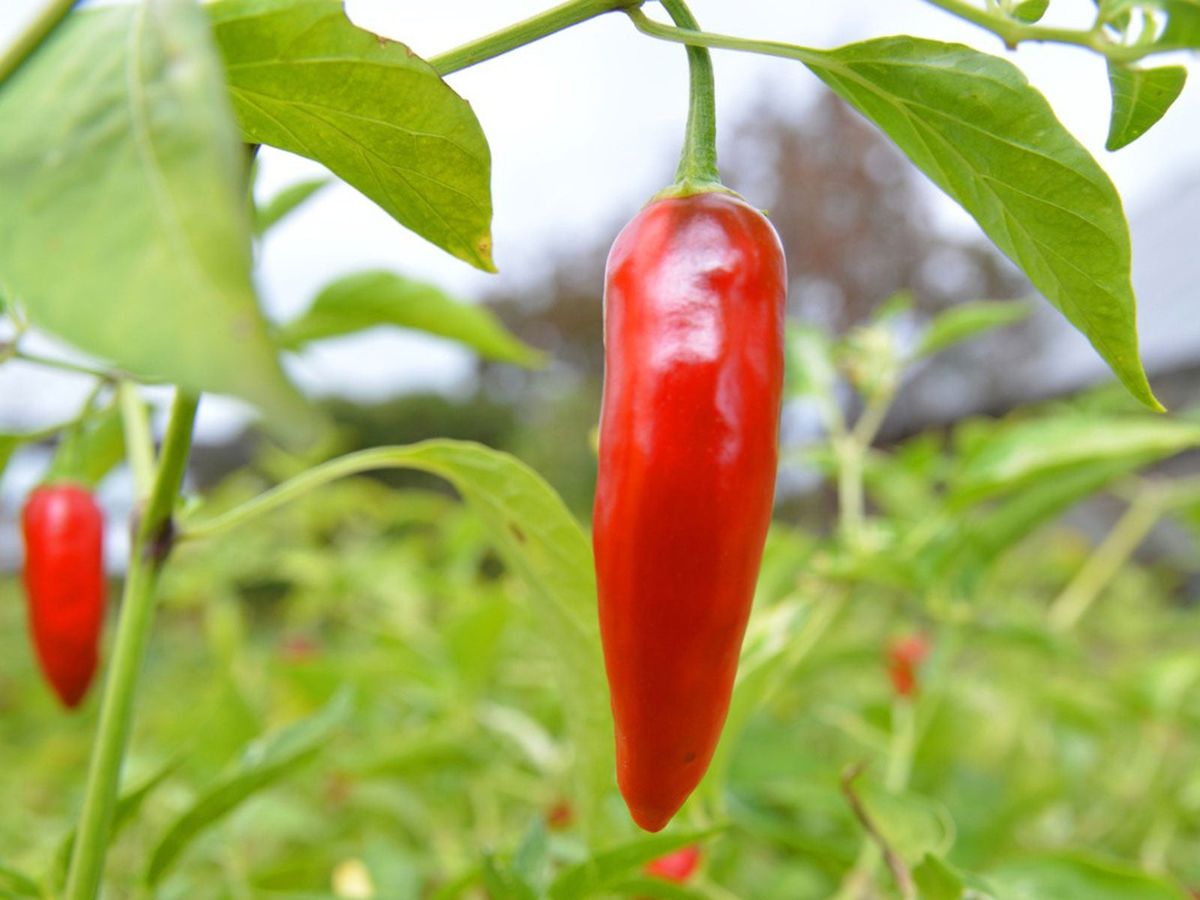 Spicy thai hot pepper samen ideal für aussaat