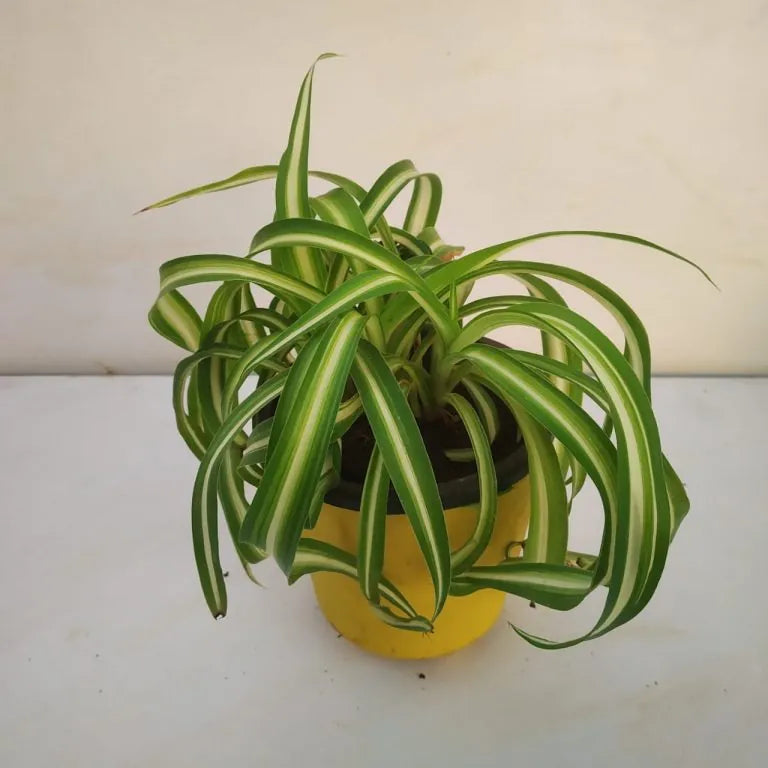 Chlorophytum blume samen for anpflanzung seasonal bloomer heirloom & gmo free samen for home garten 
 
 sale for anpflanzung in home garten
