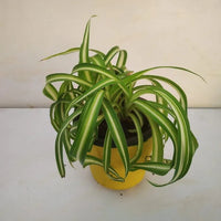 Chlorophytum blume samen for anpflanzung seasonal bloomer heirloom & gmo free samen for home garten 
 
 sale for anpflanzung in home garten