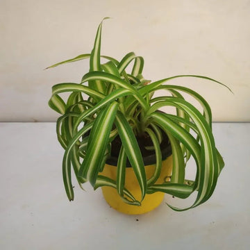 Chlorophytum blume samen for anpflanzung seasonal bloomer heirloom & gmo free samen for home garten 
 
 sale for anpflanzung in home garten