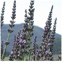 Spike Lavender grown from Samen in sunny Garten border