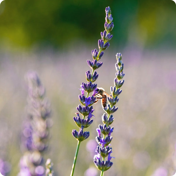 Spike Lavender Samen Lavandula latifolia tall purple Blumen