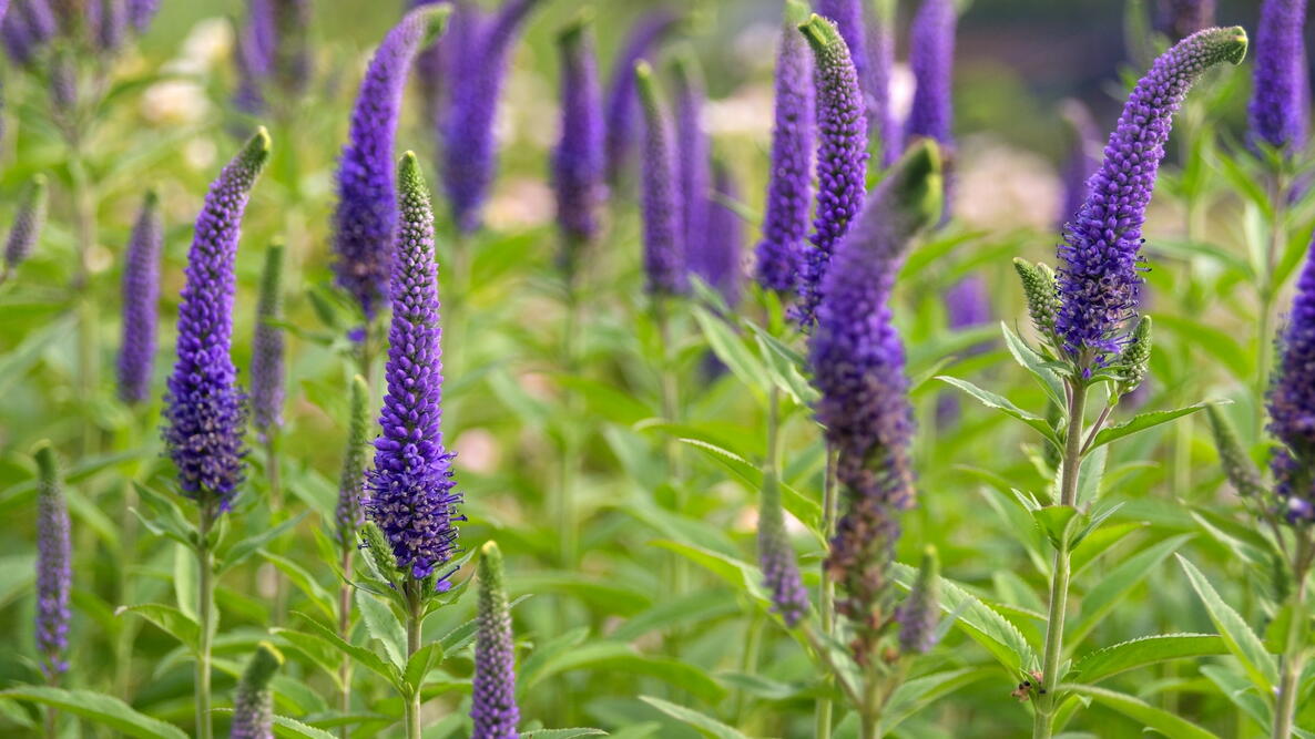Blue Bouquet Veronica in full summer bloom in Garten setting