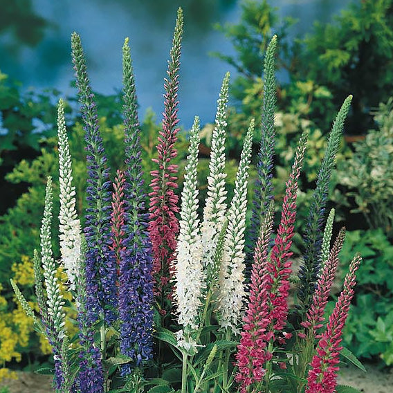 Mixed Colors Veronica Spicata Samen Pack for Garten