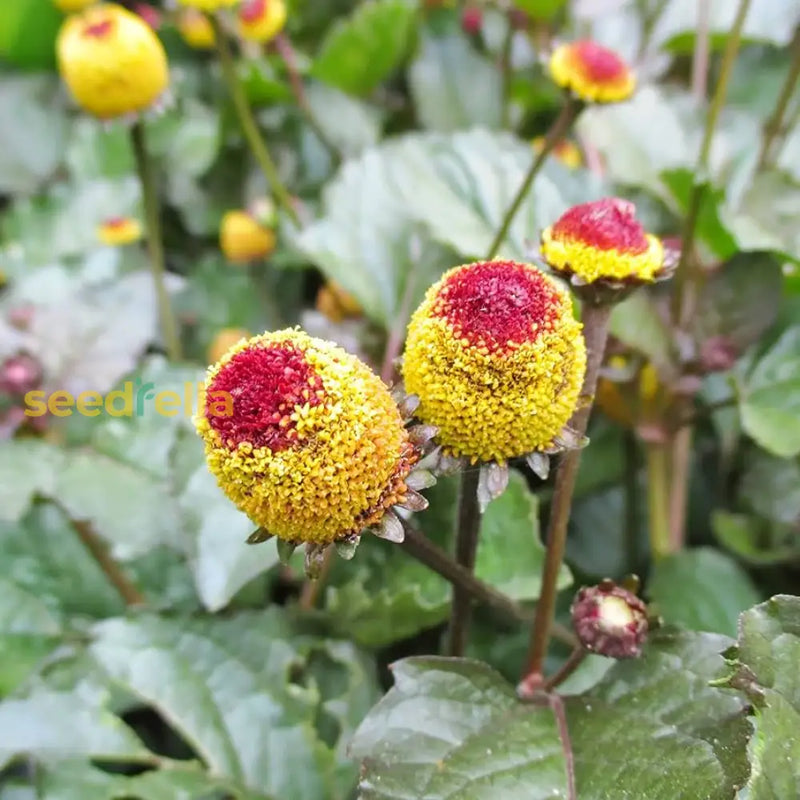 spilanthes samen for anpflanzung vibrant gelb blooms