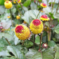  spilanthes samen for anpflanzung vibrant gelb blooms