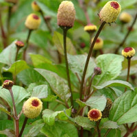 Spilanthes oleracea toothache pflanze in garten bed