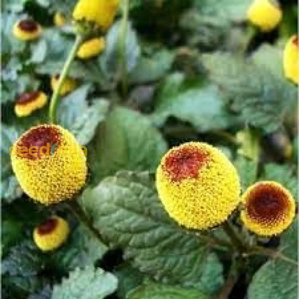  unique spilanthes blume blooms grown from samen