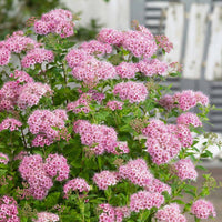 Prachtspiere Blumensamen zur Aussaat sonnenliebend Traditionssorte & ohne Gentechnik Samen Hausgarten