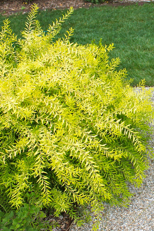 Gelb Prachtspiere Blumensamen zur Aussaat – Bestäuber freundlich – Traditionssorte & ohne Gentechnik Samen Hausgarten