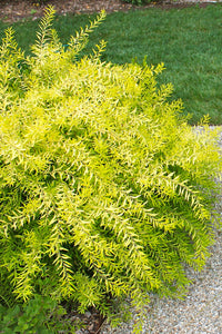 Gelb Prachtspiere Blumensamen zur Aussaat – Bestäuber freundlich – Traditionssorte & ohne Gentechnik Samen Hausgarten