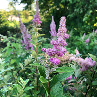 Lila Prachtspiere Blumensamen zur Aussaat – Halbschatten verträglich – Traditionssorte & ohne Gentechnik Samen Hausgarten