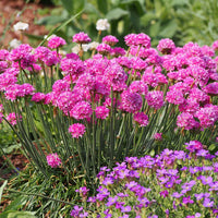 Armeria Maritima Blumensamen zur Aussaat: leuchtend Groundcover Coastal Gärten