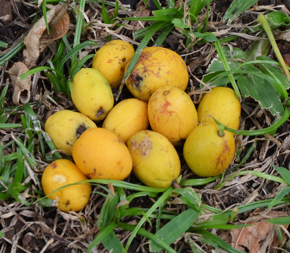 Spondias Fruit Samen zur Aussaat Anzucht tropisch Fruit Trees at Haus