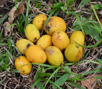 Spondias Fruit Samen zur Aussaat Anzucht tropisch Fruit Trees at Haus